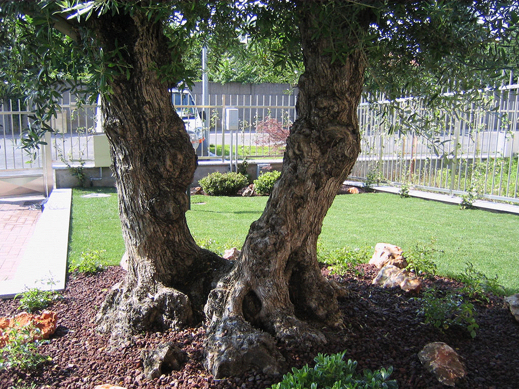 Creazione giardini su misura | Fugazza Giardinaggio