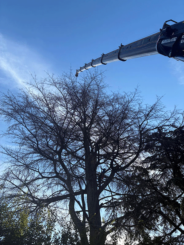 Potatura professionale alberi e siepi | Fugazza Giardinaggio