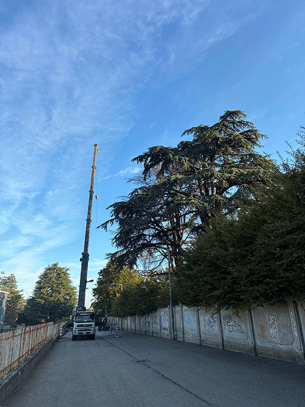 Potatura professionale alberi e siepi | Fugazza Giardinaggio