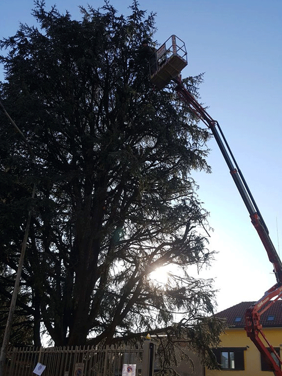 Potatura professionale alberi e siepi | Fugazza Giardinaggio