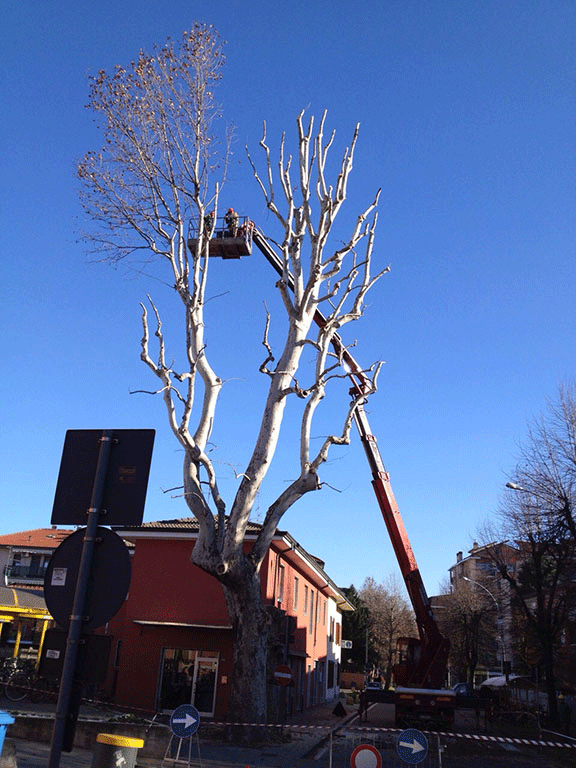 Potatura professionale alberi e siepi | Fugazza Giardinaggio