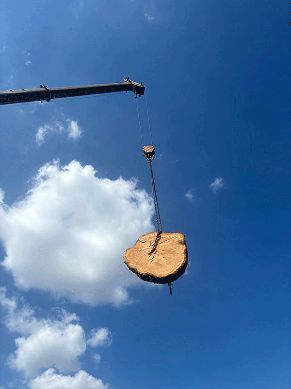 Potatura professionale alberi e siepi | Fugazza Giardinaggio