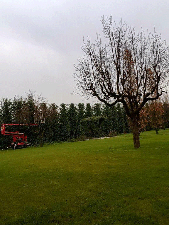 Potatura professionale alberi e siepi | Fugazza Giardinaggio