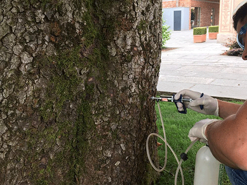 Trattamenti fitosanitari ecologici | Fugazza Giardinaggio